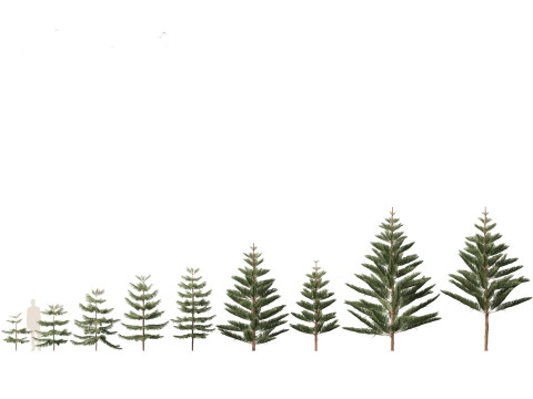 Araucaria heterophylla - Norfolk Island pine 01 3D Модель