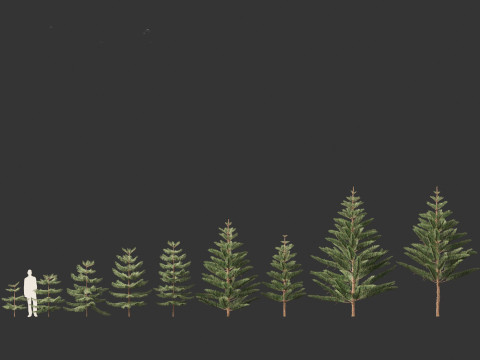 Araucaria heterophylla - Norfolk Island pine 01 3D Модель