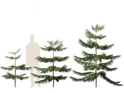 Araucaria heterophylla - Norfolk Island pine 01 3D Модель