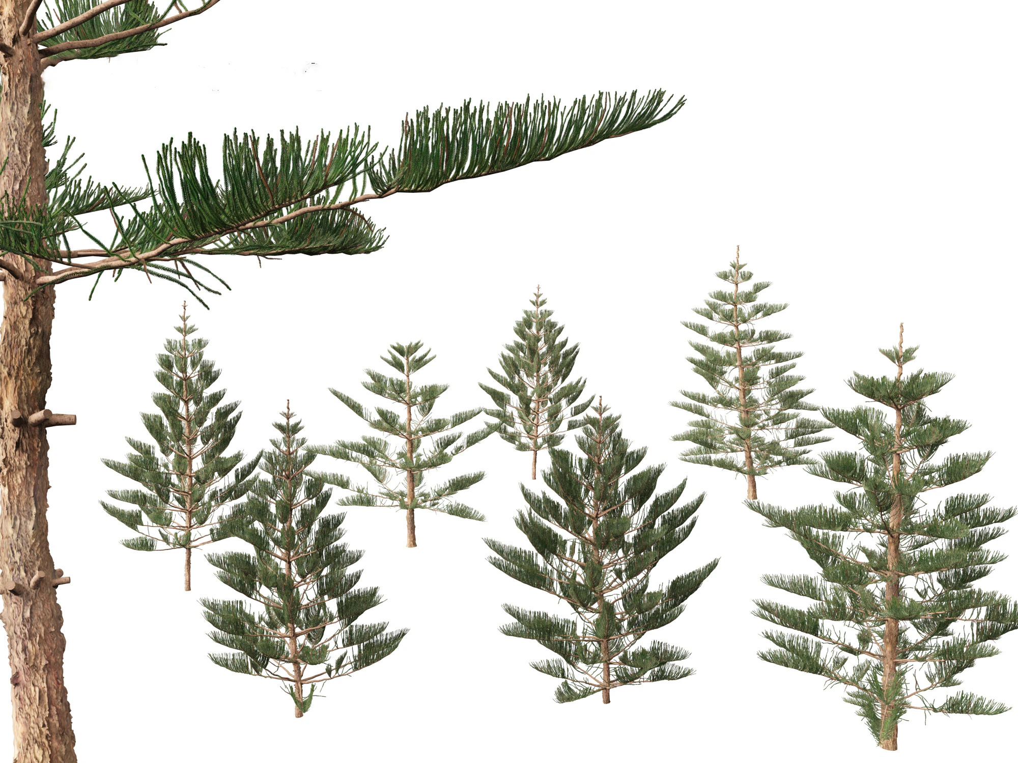 Arauc&aacute;ria heterophylla - pinheiro da Ilha Norfolk 02 Modelo 3D .c4d .max .obj .3ds .fbx .stl .blend 