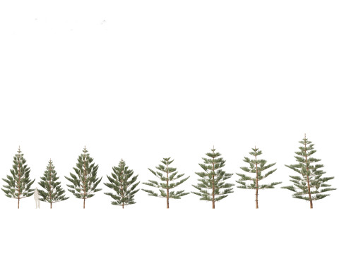 Araucaria heterophylla - Norfolk Island pine 02 Modelo 3D