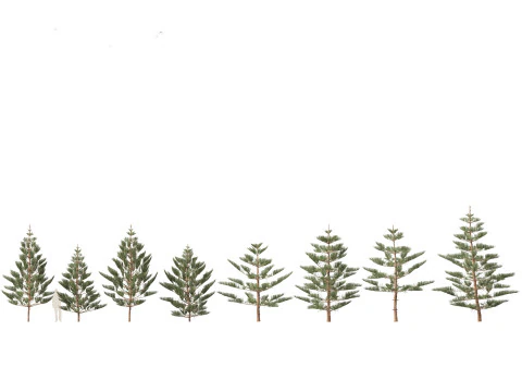 Arauc&aacute;ria heterophylla - pinheiro da Ilha Norfolk 02 Modelo 3D