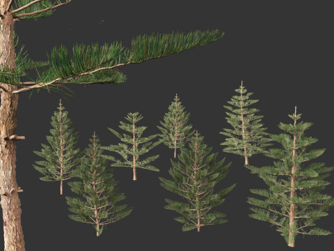 Araucaria heterophylla - Norfolk Island pine 02 Modelo 3D