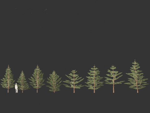 Araucaria heterophylla - Norfolk Island pine 02 Modelo 3D