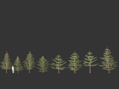 Arauc&aacute;ria heterophylla - pinheiro da Ilha Norfolk 02 Modelo 3D