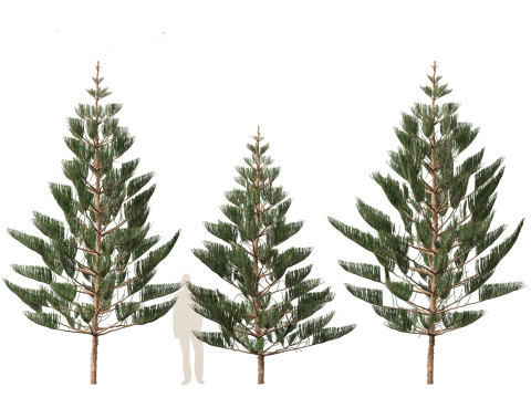 Araucaria heterophylla - Norfolk Island pine 02 Modelo 3D