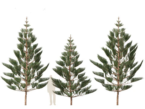 Arauc&aacute;ria heterophylla - pinheiro da Ilha Norfolk 02 Modelo 3D