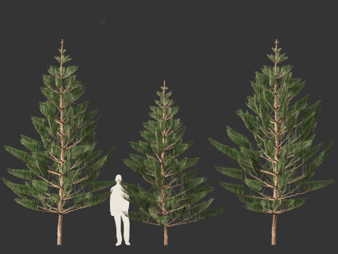Araucaria heterophylla - Norfolk Island pine 02 Modelo 3D