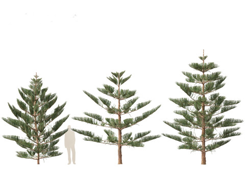 Araucaria heterophylla - Norfolk Island pine 02 Modelo 3D