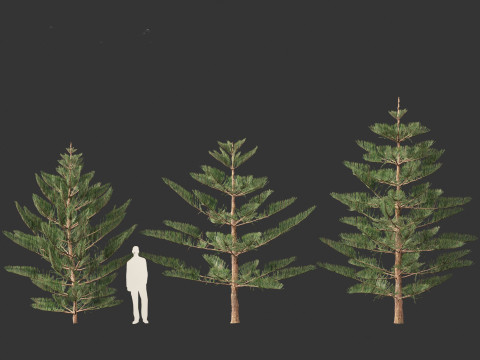 Araucaria heterophylla - Norfolk Island pine 02 Modelo 3D