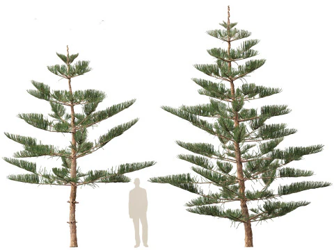 Arauc&aacute;ria heterophylla - pinheiro da Ilha Norfolk 02 Modelo 3D