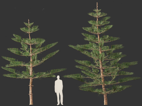 Araucaria heterophylla - Norfolk Island pine 02 Modelo 3D