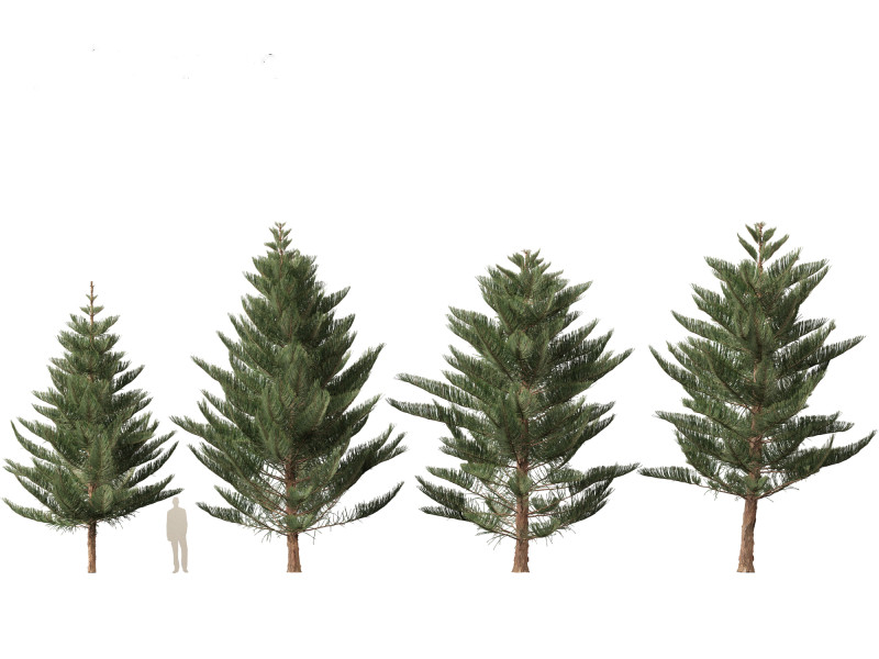 Araucaria heterophylla - Norfolk Island pine 03 3D Model .c4d .max .obj .3ds .fbx .stl .blend 