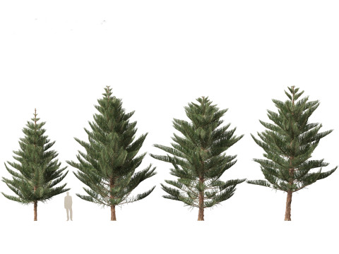 Araucaria heterophylla - Norfolk Island pine 03 3D Model