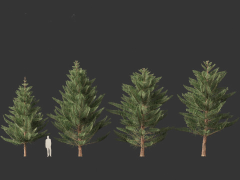 Araucaria heterophylla - Norfolk Island pine 03 3D Model