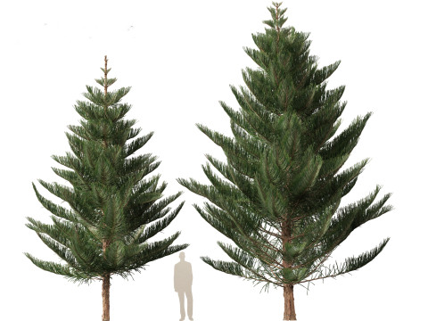 Araucaria heterophylla - Norfolk Island pine 03 3D Model