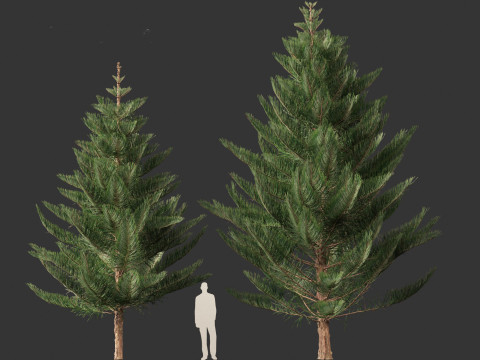 Araucaria heterophylla - Norfolk Island pine 03 3D Model