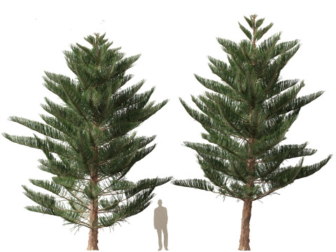 Araucaria heterophylla - Norfolk Island pine 03 3D Model