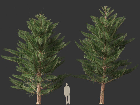 Araucaria heterophylla - Norfolk Island pine 03 3D Model