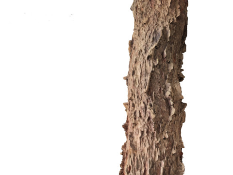 Araucaria heterophylla - Norfolk Island pine 03 3D Model