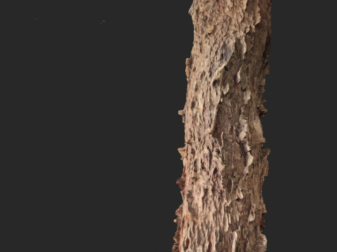Araucaria heterophylla - Norfolk Island pine 03 3D Model