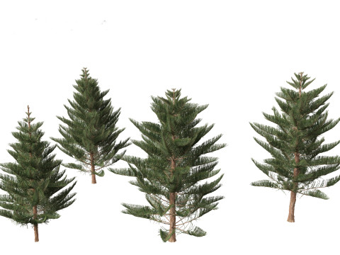 Araucaria heterophylla - Norfolk Island pine 03 3D Model