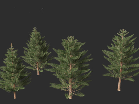 Araucaria heterophylla - Norfolk Island pine 03 3D Model