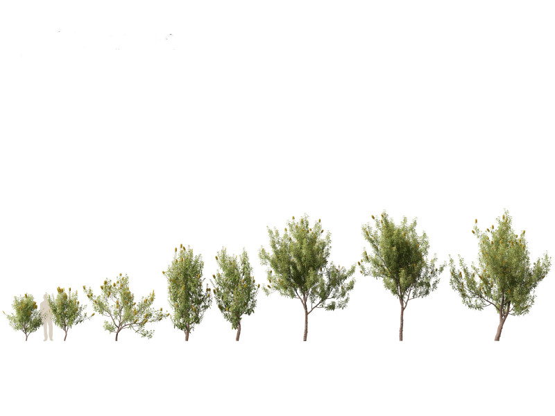 Banksia Integrifolia 3D Model .c4d .max .obj .3ds .fbx .stl .blend 