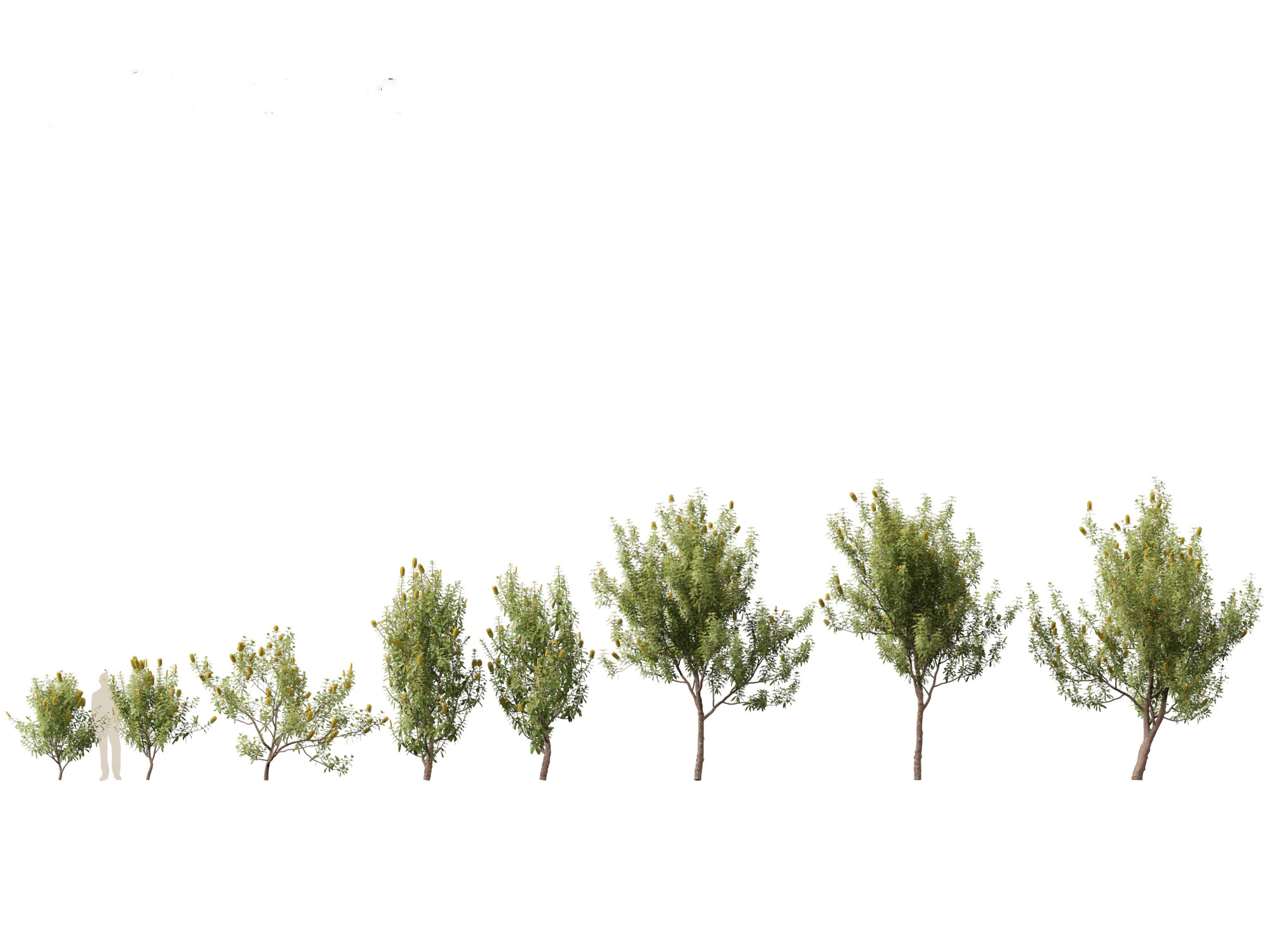 Banksia Integrifolia 3D Model .c4d .max .obj .3ds .fbx .stl .blend 