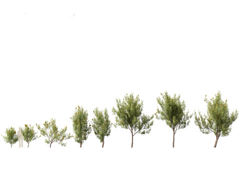 Banksia Integrifolia 3D Model