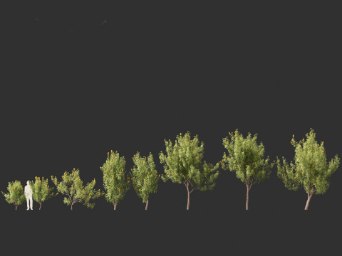 Banksia Integrifolia 3D Model