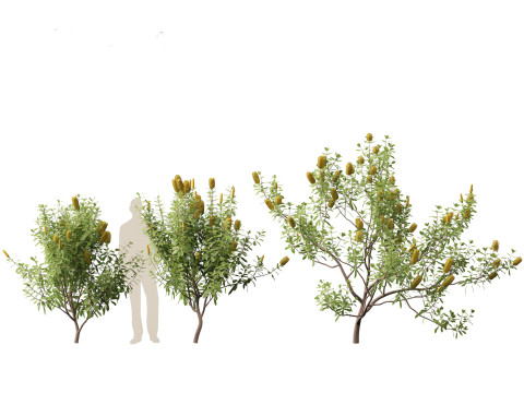 Banksia Integrifolia 3D Model