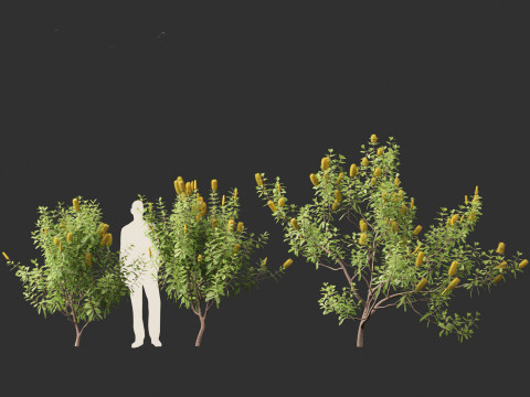 Banksia Integrifolia 3D Model