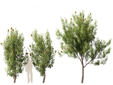 Banksia Integrifolia 3D Model