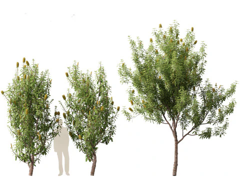 Banksia Integrifolia 3D Model