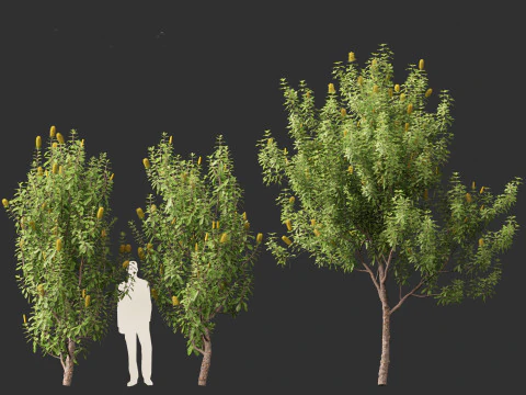 Banksia Integrifolia 3D Model