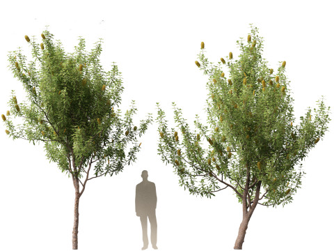 Banksia Integrifolia 3D Model