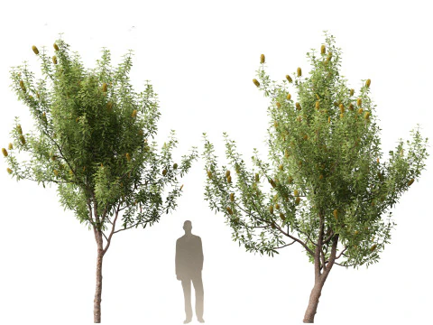 Banksia Integrifolia 3D Model