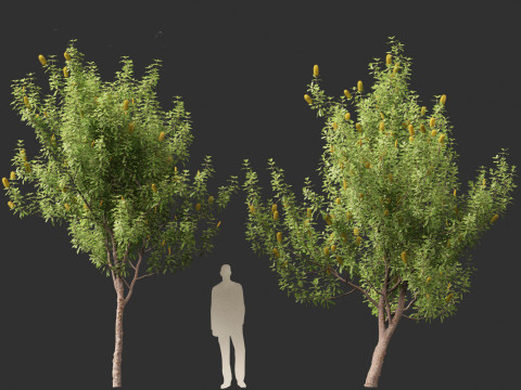 Banksia Integrifolia 3D Model