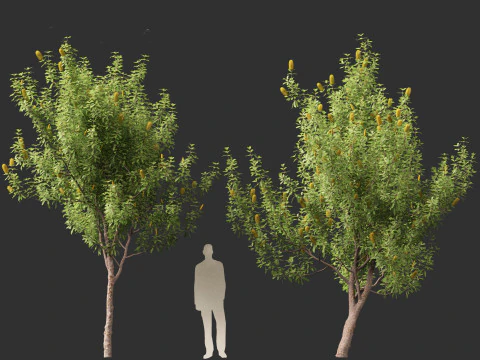 Banksia Integrifolia 3D Model