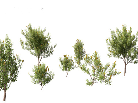 Banksia Integrifolia 3D Model