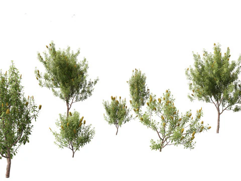 Banksia Integrifolia 3D Model