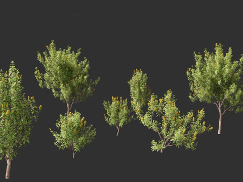 Banksia Integrifolia 3D Model