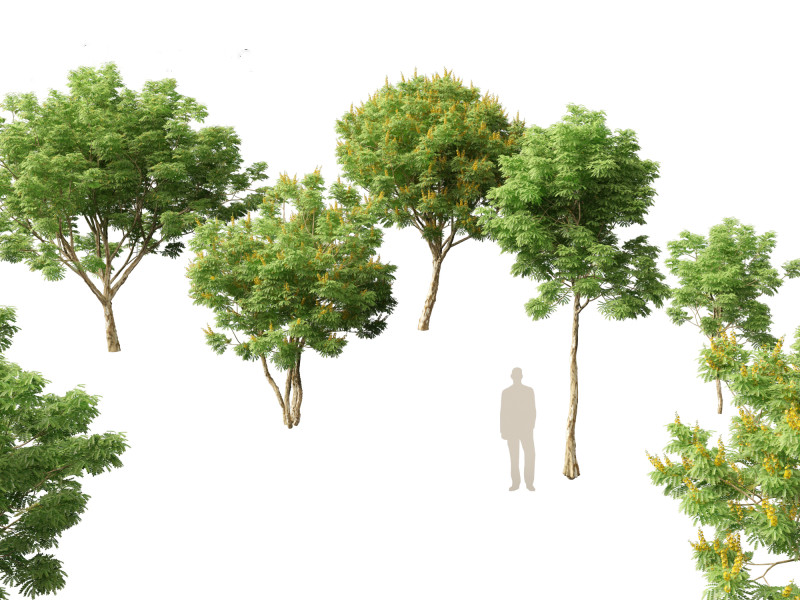 Caesalpinia ferrea 3D Model .c4d .max .obj .3ds .fbx .stl .blend 