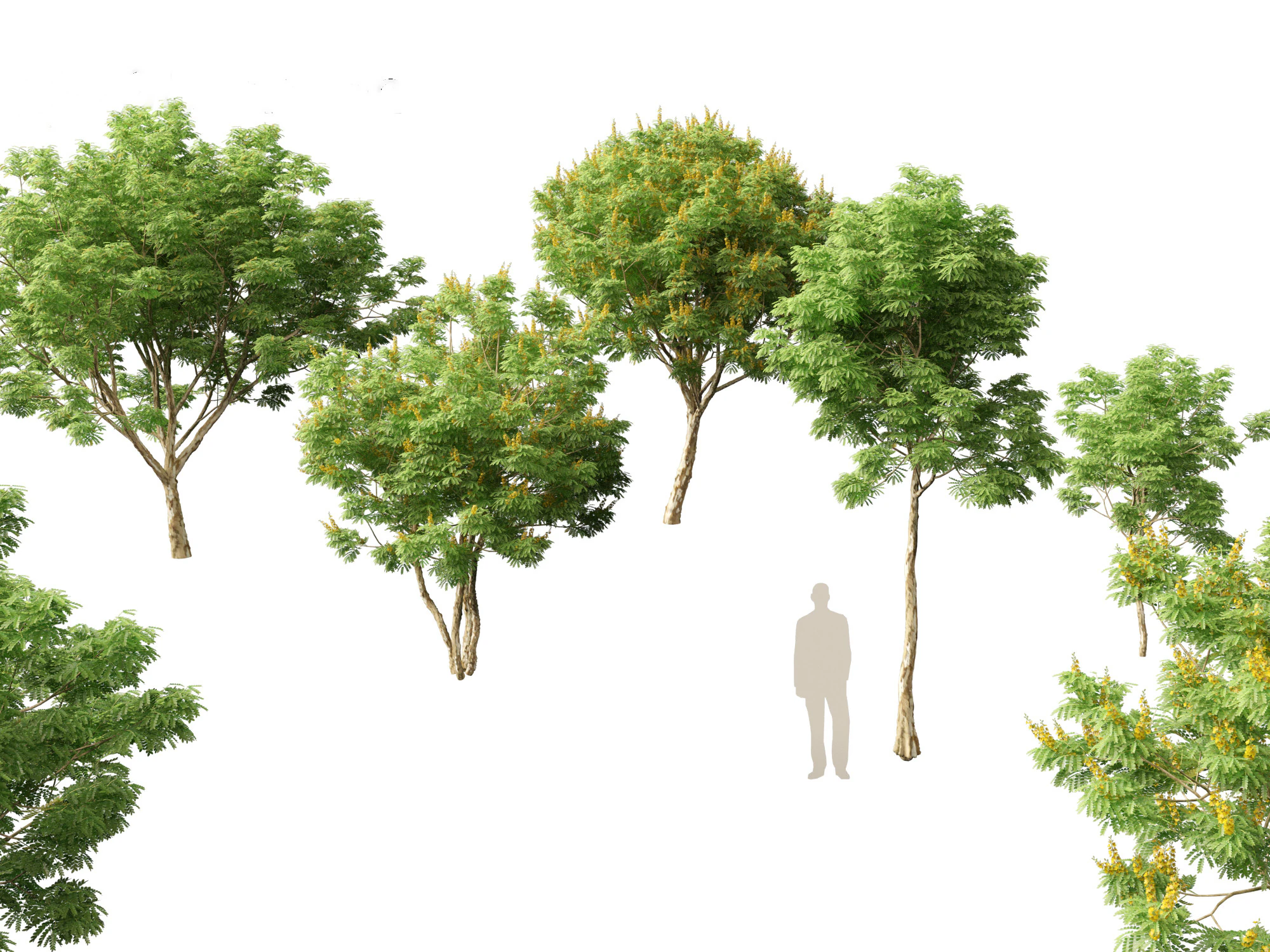 Caesalpinia ferrea 3D Model .c4d .max .obj .3ds .fbx .stl .blend 