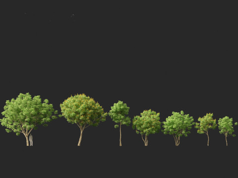 Caesalpinia ferrea 3D Model
