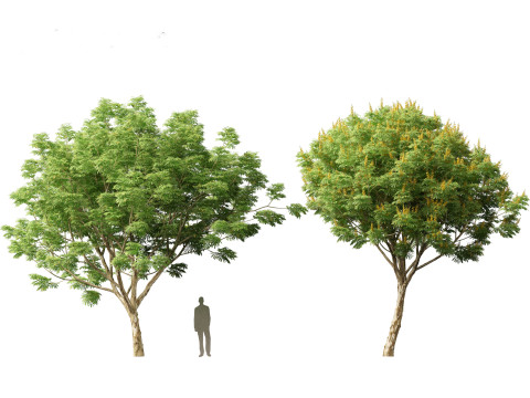 Caesalpinia ferrea 3D Model