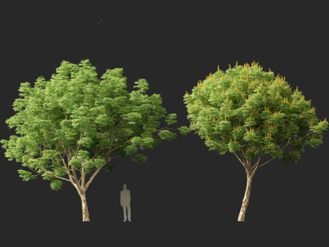 Caesalpinia ferrea 3D Model