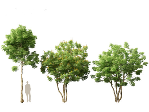 Caesalpinia ferrea 3D Model