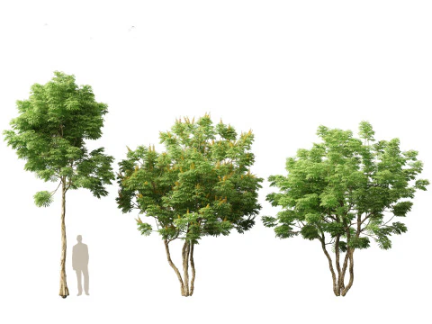 Caesalpinia ferrea 3D Model